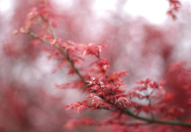 農產品短視頻營銷策劃-短視頻營銷-美御麥得好電商