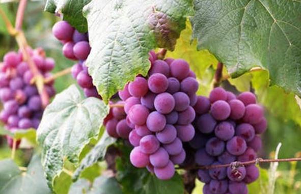 水果生鮮短視頻代運(yùn)營策略-水果生鮮電商代運(yùn)營公司