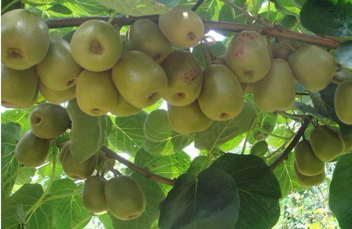 農(nóng)業(yè)品牌策劃：銷售獼猴桃時(shí)做品牌策劃的創(chuàng)意分析