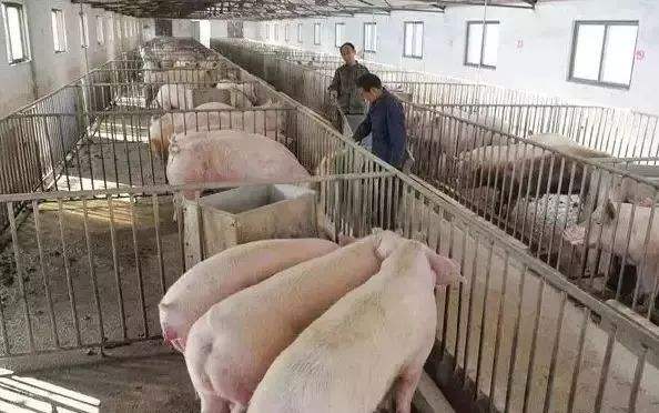 豬肉的品牌營(yíng)銷策略和品牌定位