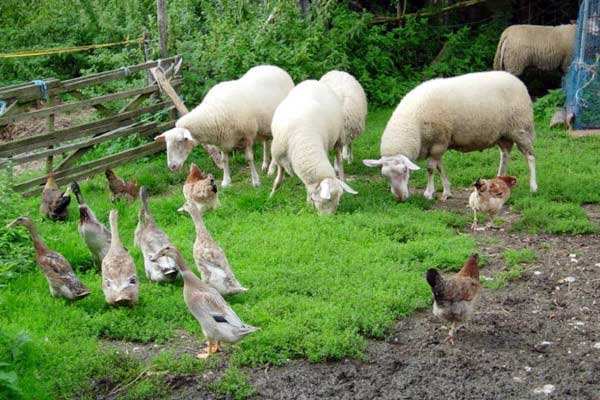 有機農(nóng)業(yè)品牌定位應(yīng)該突出新奇性么？