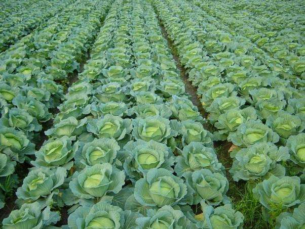 農(nóng)業(yè)品牌策劃的作用是什么呢？