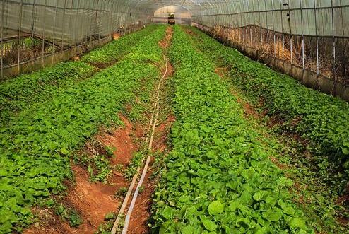 農(nóng)產(chǎn)品品牌策劃公司如何培養(yǎng)團(tuán)隊(duì)？