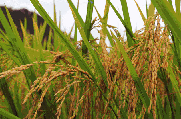 農(nóng)業(yè)品牌策劃公司哪家好？