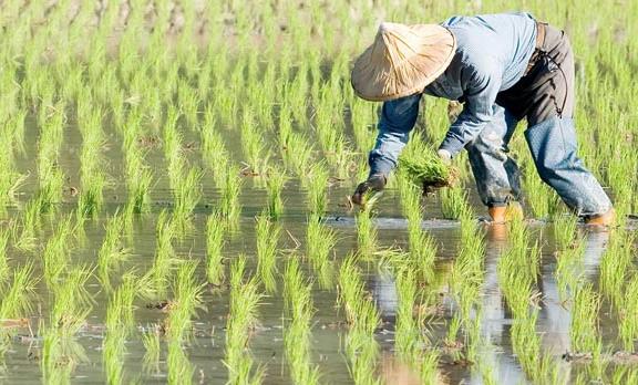 農(nóng)業(yè)品牌戰(zhàn)略規(guī)劃，對(duì)業(yè)務(wù)成功的作用