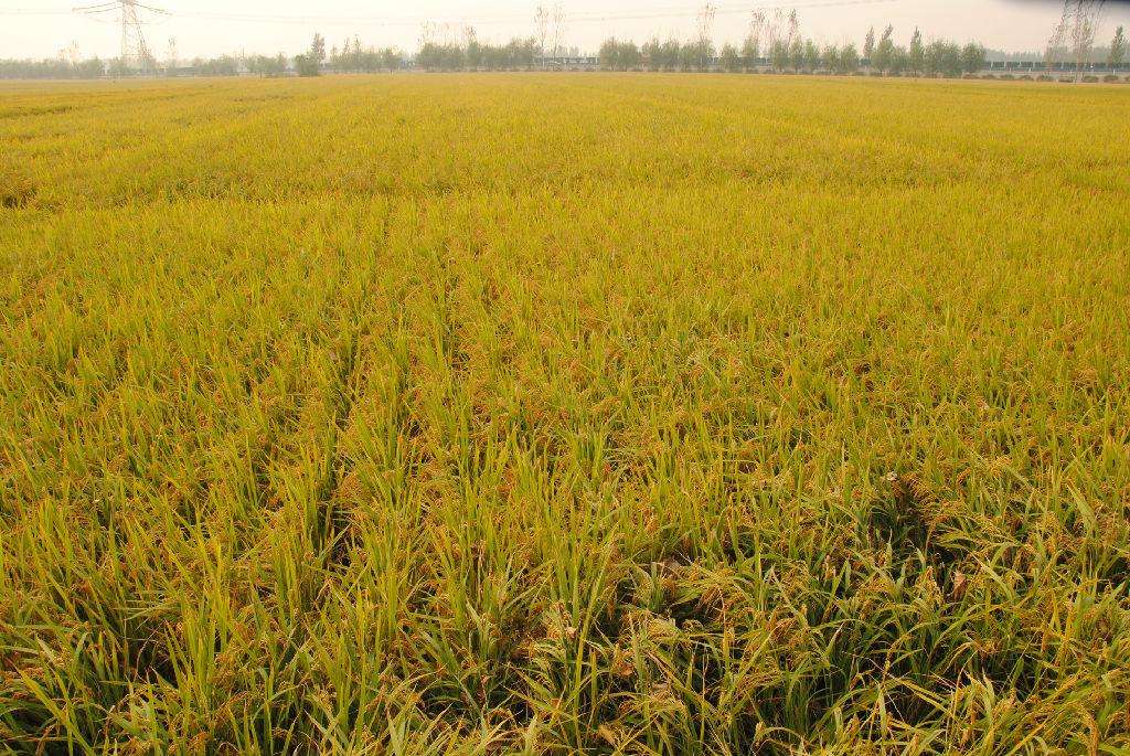 品牌定位，農業(yè)品牌定位，大米品牌定位