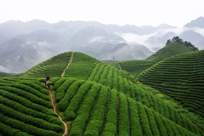 品牌形象，農(nóng)業(yè)品牌定位