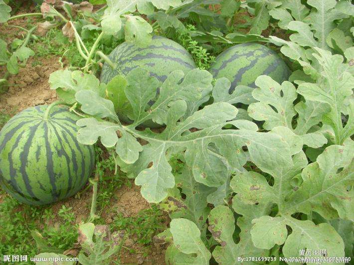 農(nóng)業(yè)品牌策劃，農(nóng)產(chǎn)品品牌策劃，西瓜農(nóng)業(yè)品牌策劃