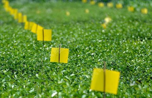 農(nóng)業(yè)品牌策劃，農(nóng)業(yè)品牌策劃公司