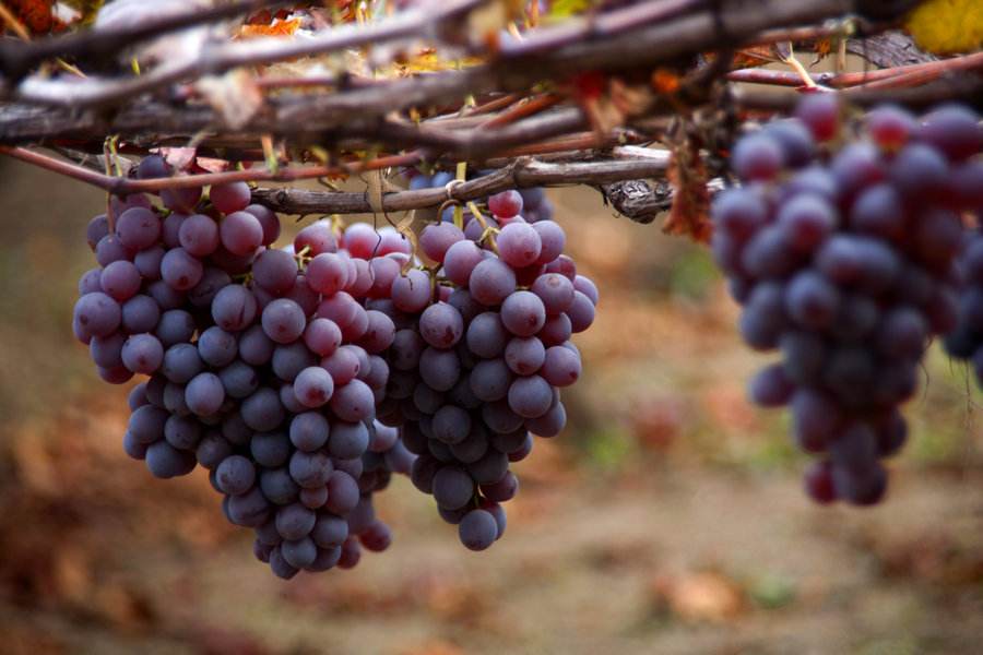 農(nóng)業(yè)品牌營銷，葡萄品牌營銷
