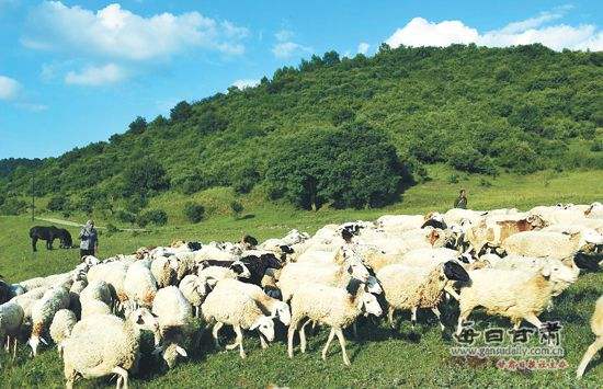 農業(yè)品牌策劃,農業(yè)品牌策劃公司