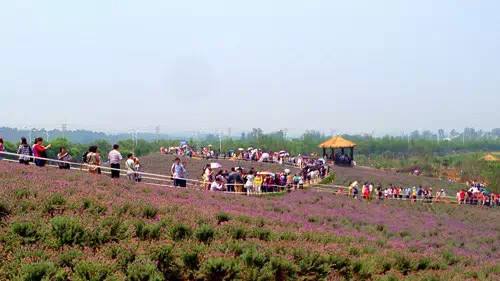 農(nóng)業(yè)品牌策劃