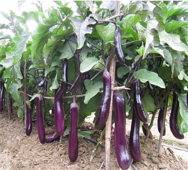 農(nóng)產(chǎn)品品牌設(shè)計(jì)