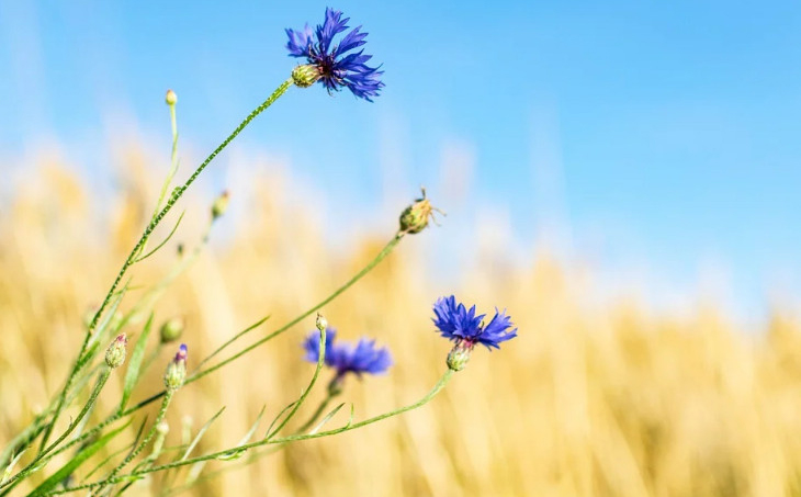 品牌全案設(shè)計(jì)的6個(gè)階段