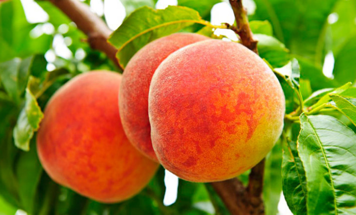 農(nóng)業(yè)全案營(yíng)銷(xiāo)咨詢(xún)