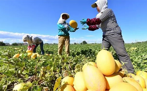 農(nóng)業(yè)品牌全案營銷應(yīng)保障農(nóng)民的基本利益