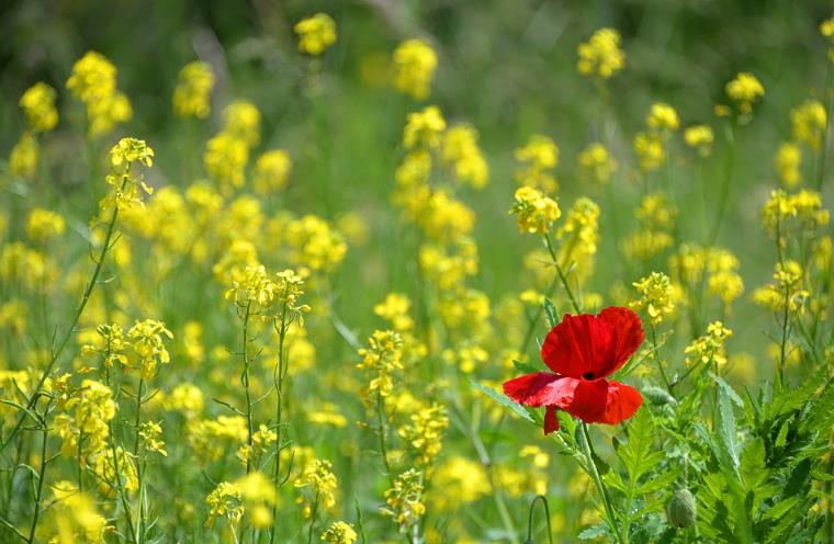 全案營(yíng)銷(xiāo)公司