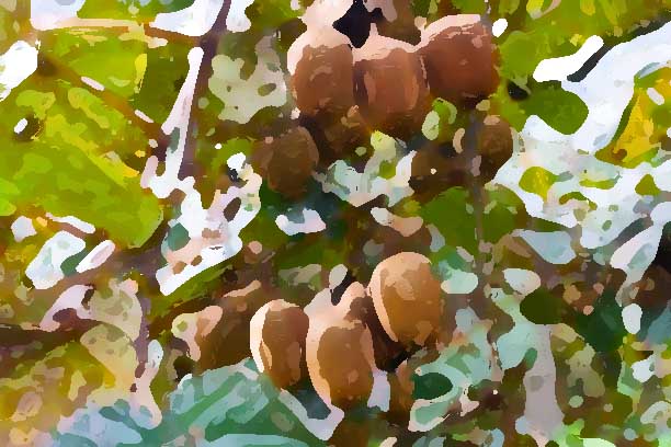 農(nóng)業(yè)品牌設計需要注意哪些問題?