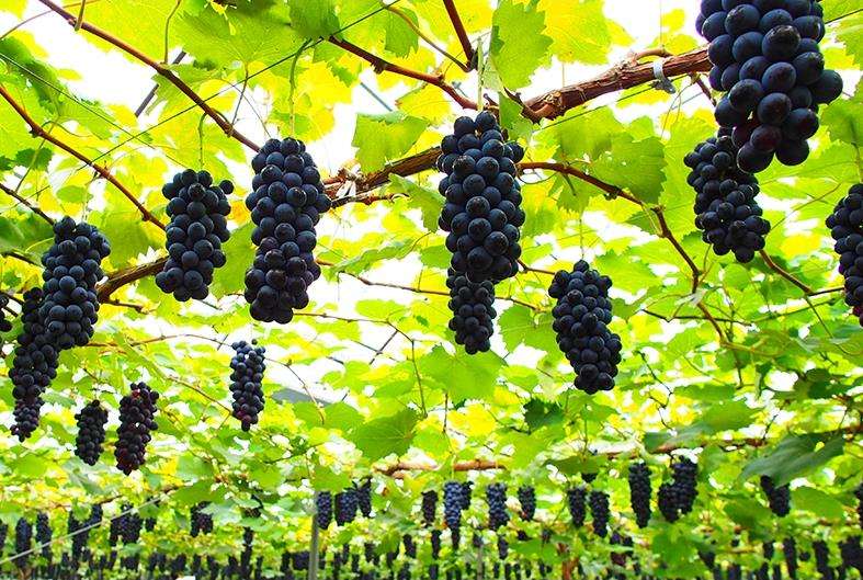 聚焦品牌轉型升級，推動馬陸葡萄品牌力持續(xù)向上