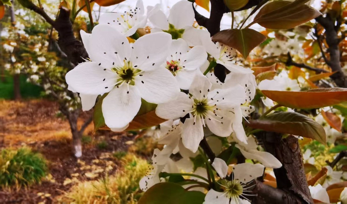 農(nóng)業(yè)企業(yè)是否需要做品牌：品牌建設(shè)的價值有哪些？