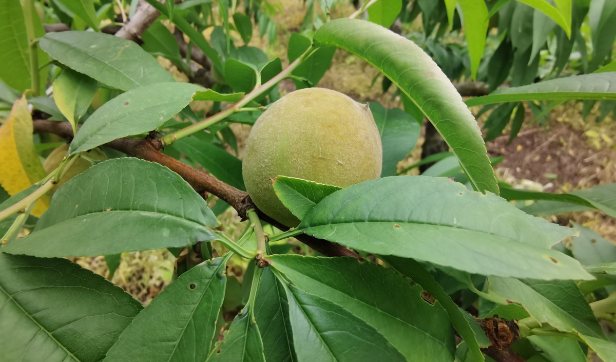 水蜜桃產(chǎn)業(yè)發(fā)展機(jī)會(huì)與品牌農(nóng)業(yè)建設(shè)策劃指南