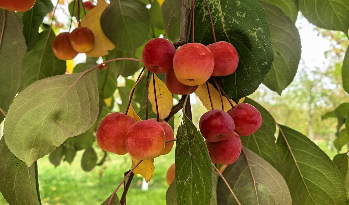 新疆水果企業(yè)全國(guó)知名品牌營(yíng)銷(xiāo)戰(zhàn)略方案