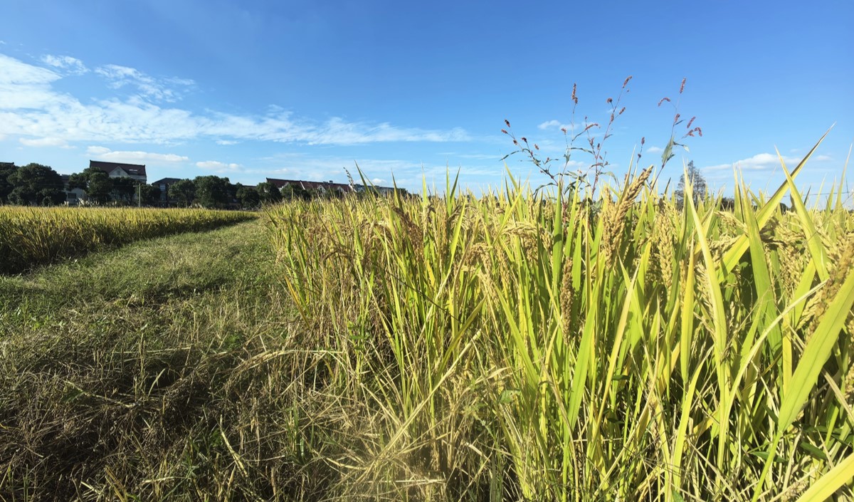 最美鄉(xiāng)村農(nóng)業(yè)品牌化策劃方案