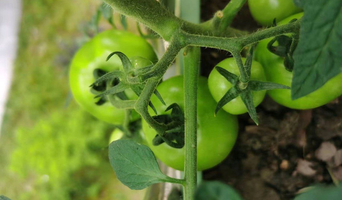 農(nóng)業(yè)品牌策劃公司