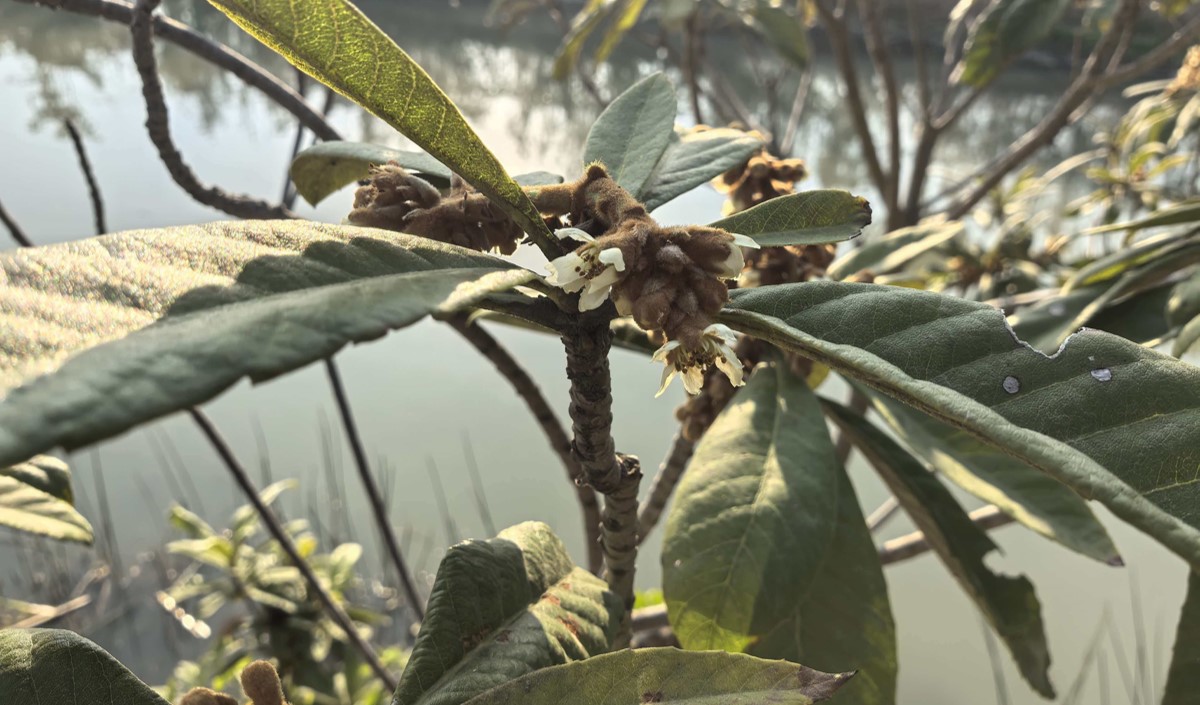 如何打造一個讓人無法拒絕的特色農(nóng)業(yè)品牌